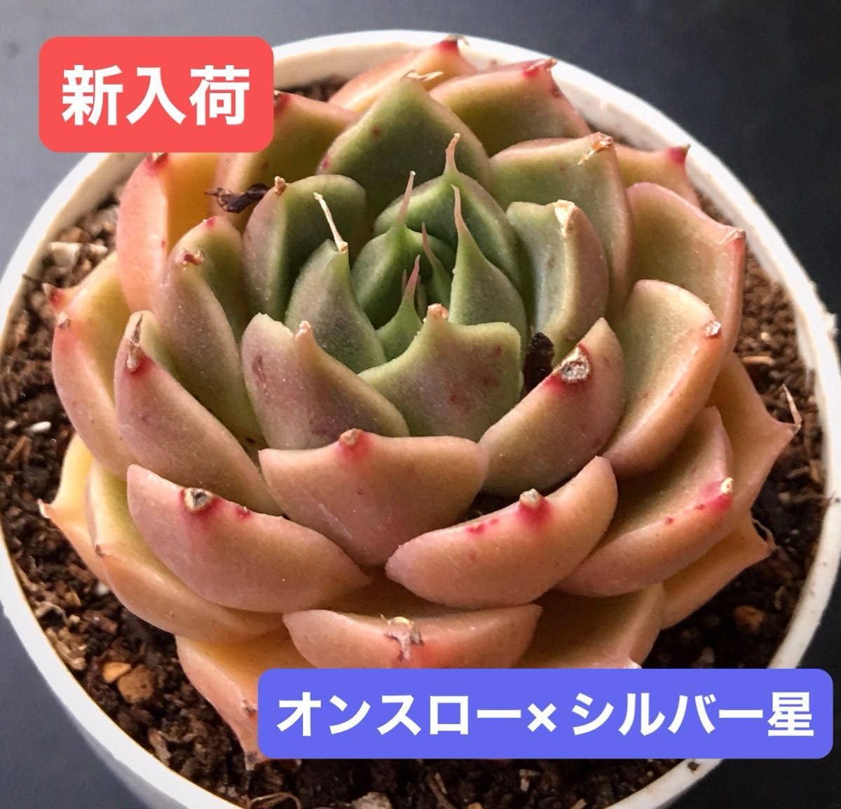 多肉植物　レア　アニー　韓国苗 fit=scale-down,w=1200